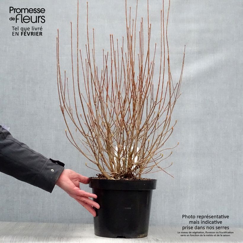 Example of Enkianthus campanulatus - Andromède campanulée Pot van 7,5 l/10 l as you get in hiver