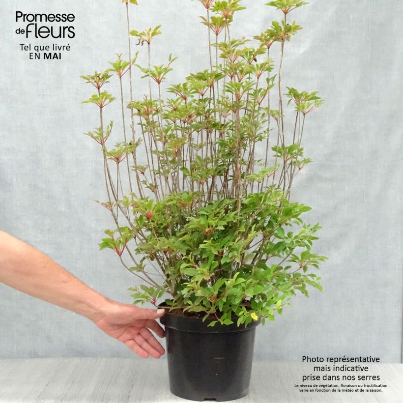 Exemplaar van Enkianthus campanulatus - Pronkklokje Pot van 7,5 l/10 l zoals geleverd in de lente