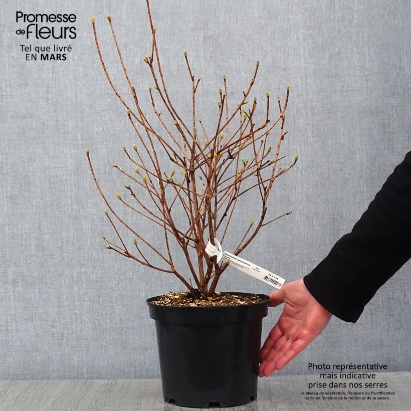 Example of Enkianthus campanulatus Red Bells - Pronkklokje Pot van 2 l/3 l as you get in hiver