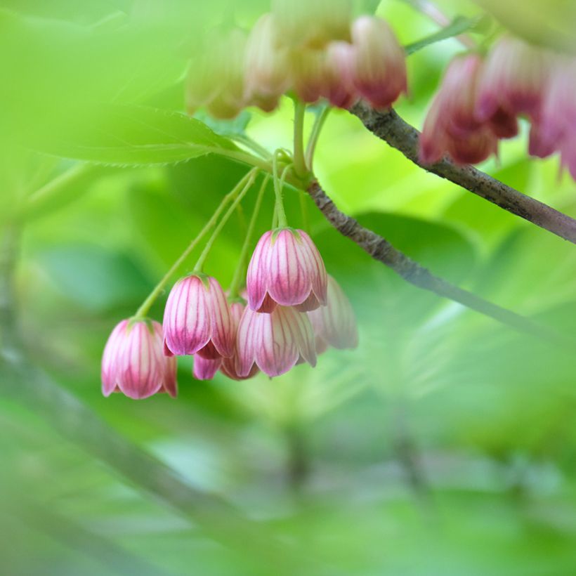 Enkianthus campanulatus Red Bells - Pronkklokje (Bloei)