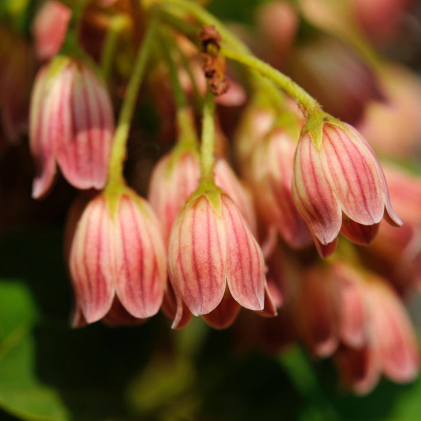 Enkianthus campanulatus var. palibinii - Pronkklokje (Bloei)