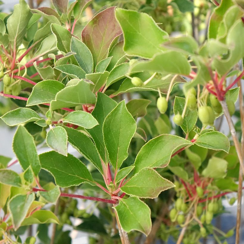 Enkianthus campanulatus Prettycoat - Pronkklokje (Blad)