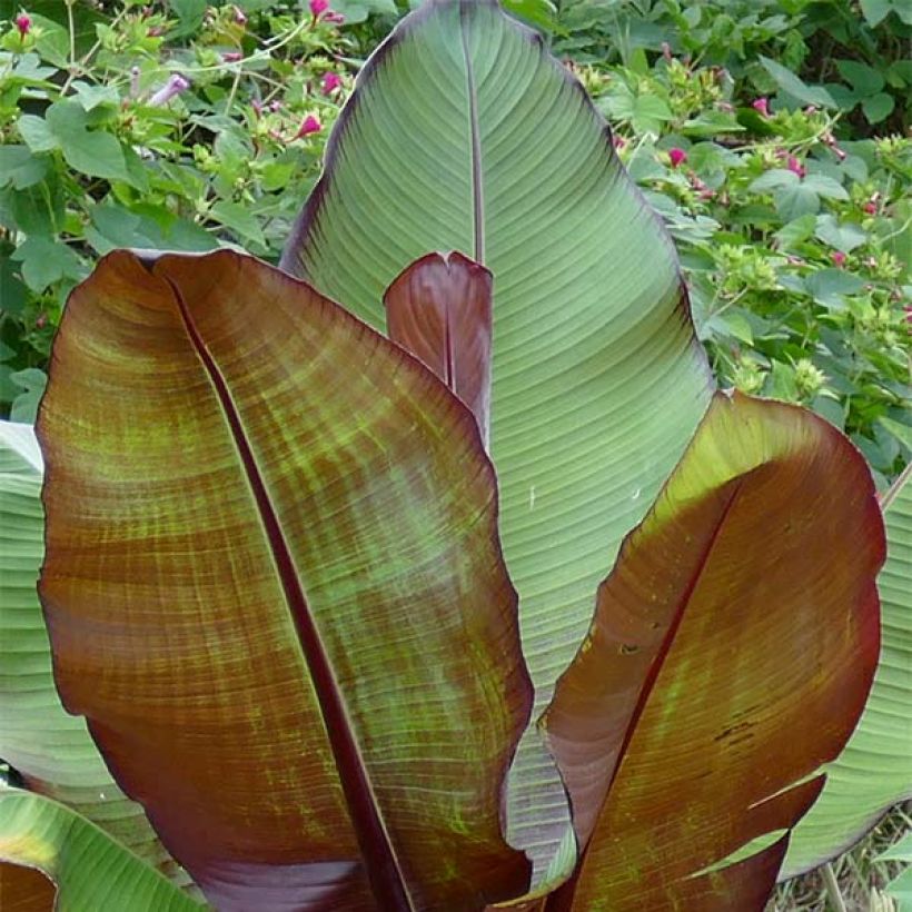 Ensete ventricosum Maurelii - Ethiopische banaan (Foliage)