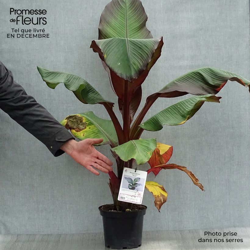Example of Ensete ventricosum Maurelii - Ethiopische banaan Pot van 4 l/5 l as you get in hiver