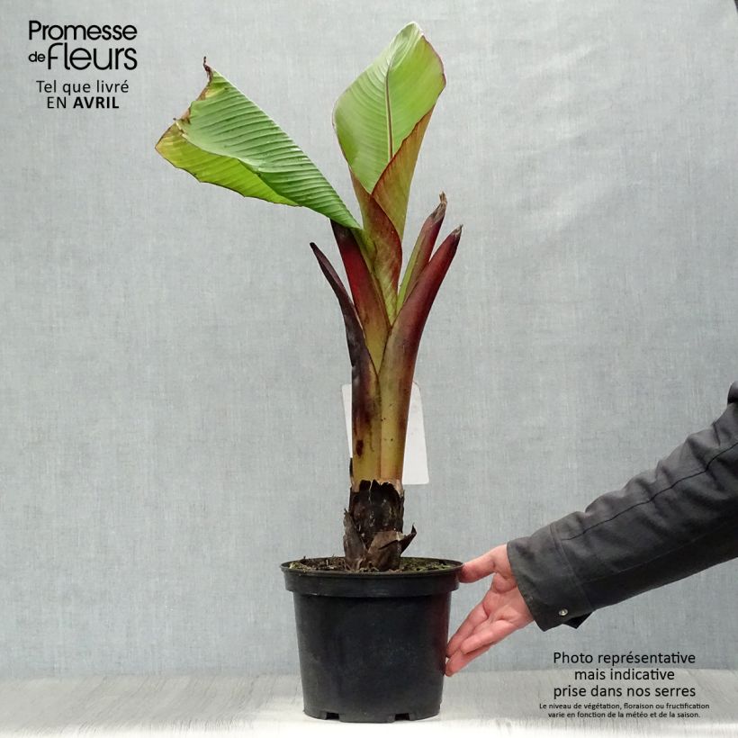 Exemplaar van Ensete ventricosum Maurelii - Ethiopische banaan Pot van 4 l/5 l zoals geleverd in de lente