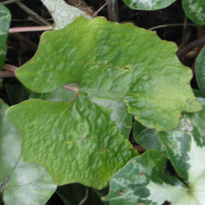 Sneeuwpapaver - Eomecon chionantha (Blad)