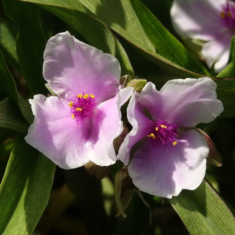Tradescantia andersoniana Pink Chablis - Eendagsbloem (Bloei)