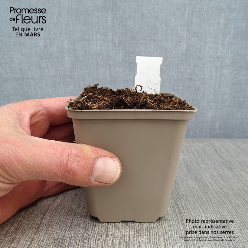 Example of Ephémère de Virginie - Tradescantia Perrine's Pink Kweekpotje van 8/9 cm as you get in hiver