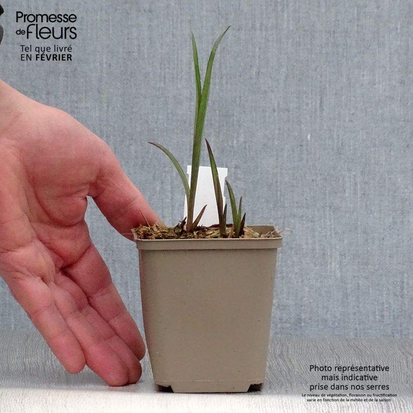 Example of Ephémère de Virginie - Tradescantia andersoniana Bilberry Ice Kweekpotje van 8/9 cm as you get in hiver