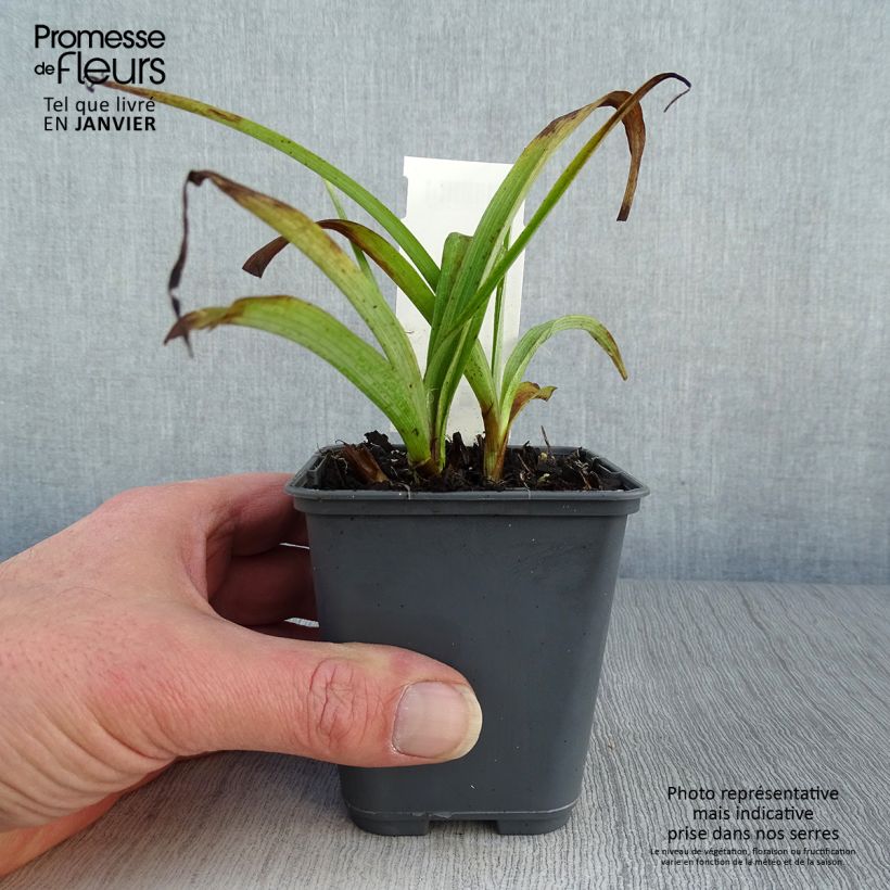 Example of Tradescantia andersoniana Blue and Gold - Eendagsbloem Kweekpotje van 8/9 cm as you get in hiver