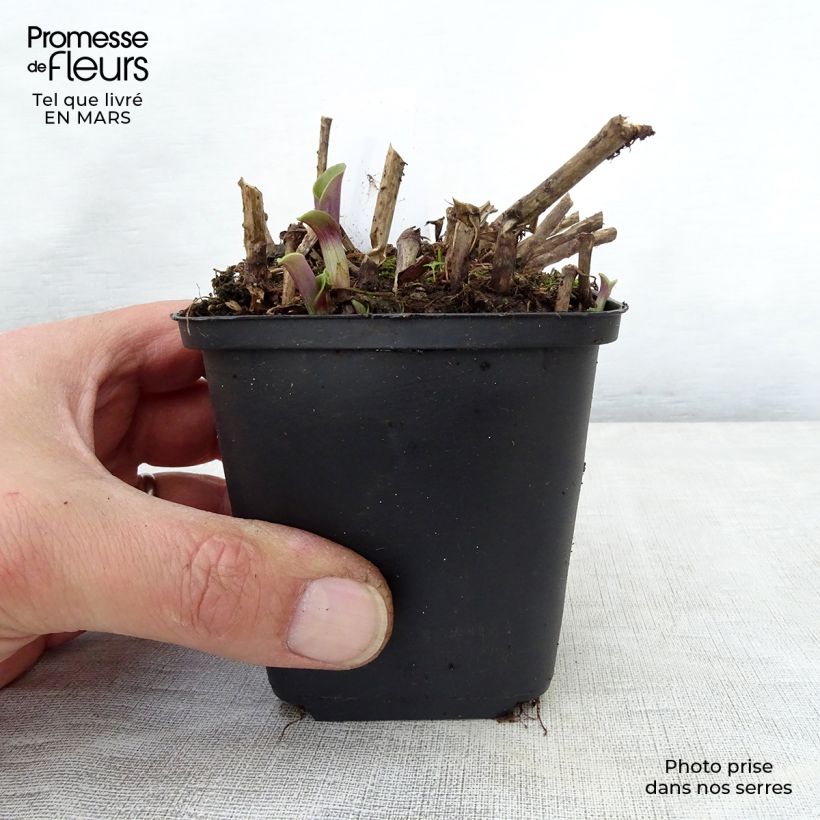 Exemplaar van Tradescantia andersoniana Blushing Bride - Eendagsbloem Kweekpotje van 8/9 cm zoals geleverd in de lente