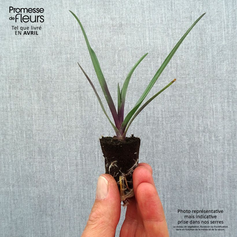 Example of Éphémère de Virginie - Tradescantia andersoniana JS Brainstorm Mini-mot Ø 1,5/2,5 cm as you get in printemps