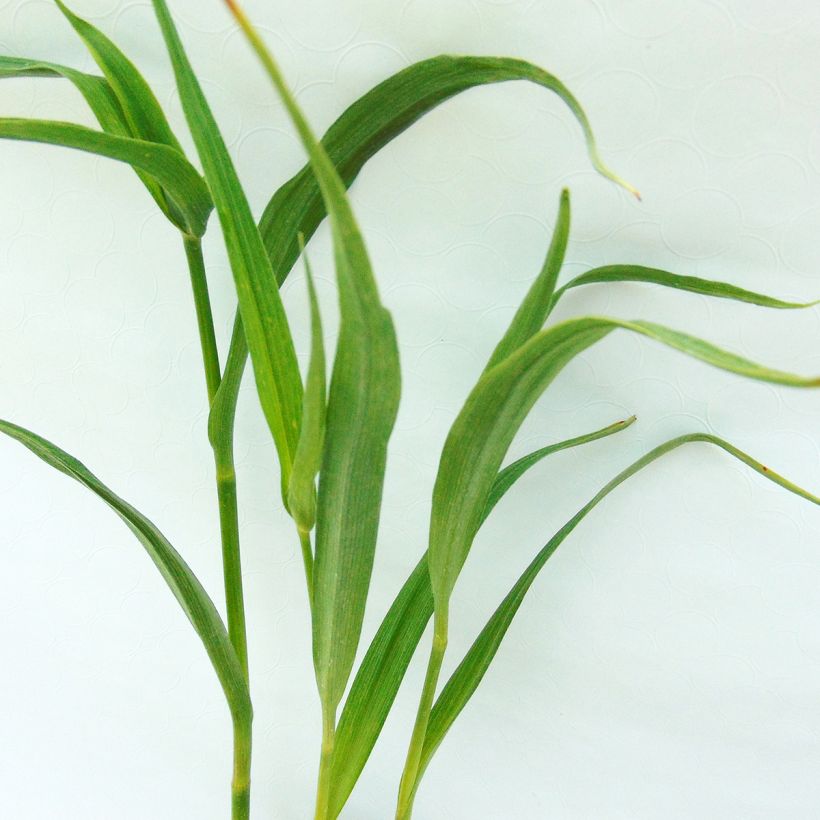 Tradescantia andersoniana JC Weguelin - Eendagsbloem (Foliage)