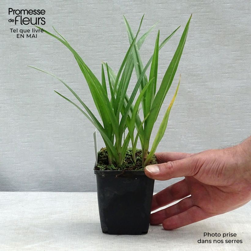 Exemplaar van Tradescantia andersoniana JC Weguelin - Eendagsbloem Kweekpotje van 8/9 cm zoals geleverd in de lente