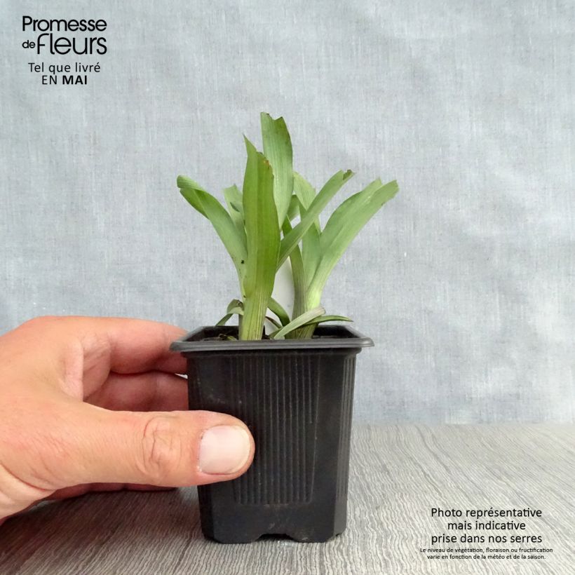 Exemplaar van Tradescantia andersoniana Karminglut - Eendagsbloem Kweekpotje van 8/9 cm zoals geleverd in de lente