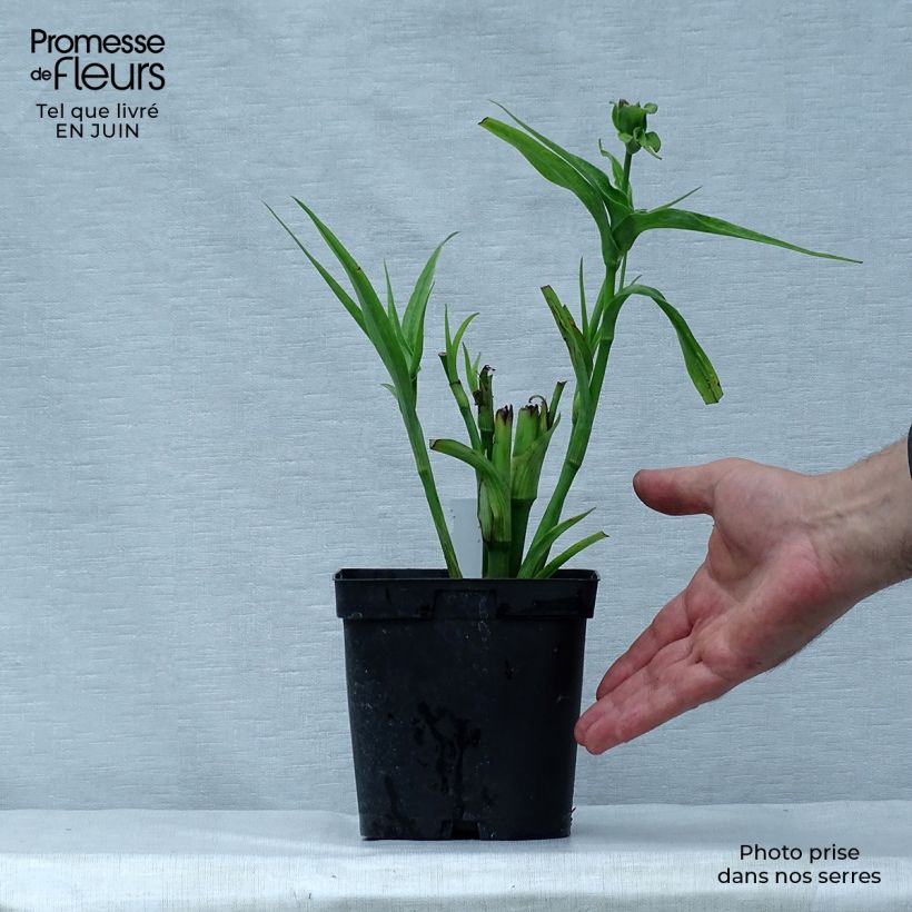 Exemplaar van Tradescantia andersoniana Osprey - Eendagsbloem Pot van 2 l/3 l zoals geleverd in de zomer