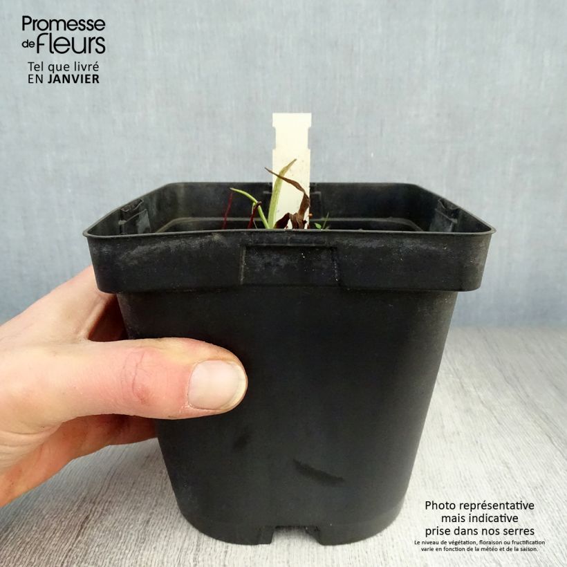 Example of Ephémère de Virginie - Tradescantia andersoniana Osprey Pot van 2 l/3 l as you get in hiver