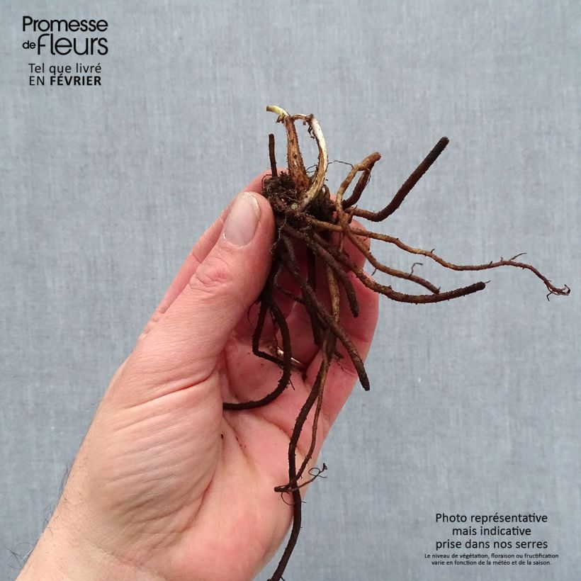 Example of Ephémère de Virginie - Tradescantia andersoniana Pink Chablis Naakte wortel as you get in hiver