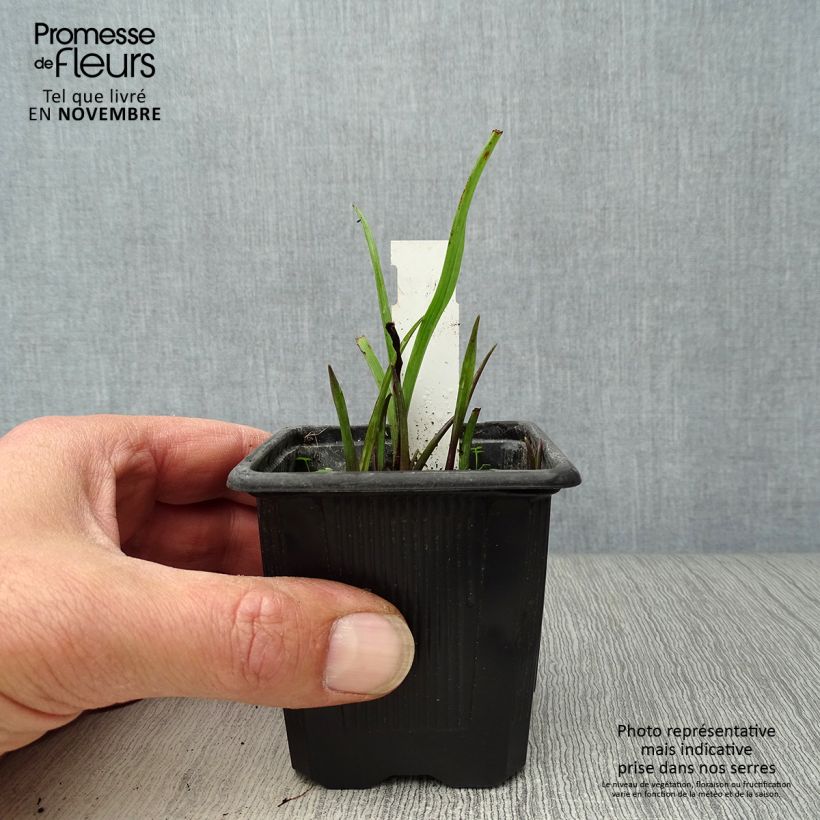 Exemplaar van Tradescantia andersoniana Sweet Kate - Eendagsbloem Kweekpotje van 8/9 cm zoals geleverd in de herfst