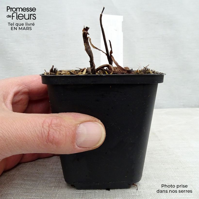 Example of Ephémère de Virginie - Tradescantia virginiana Zwanenburg Blue Kweekpotje van 8/9 cm as you get in hiver