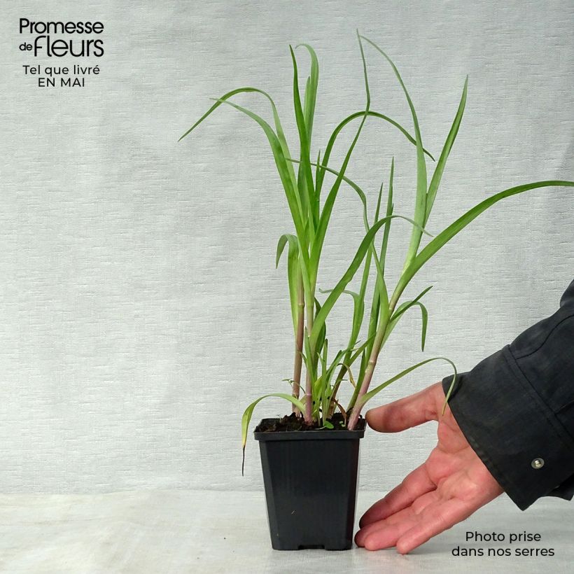 Exemplaar van Tradescantia andersoniana Innocence - Eendagsbloem Kweekpotje van 8/9 cm zoals geleverd in de lente