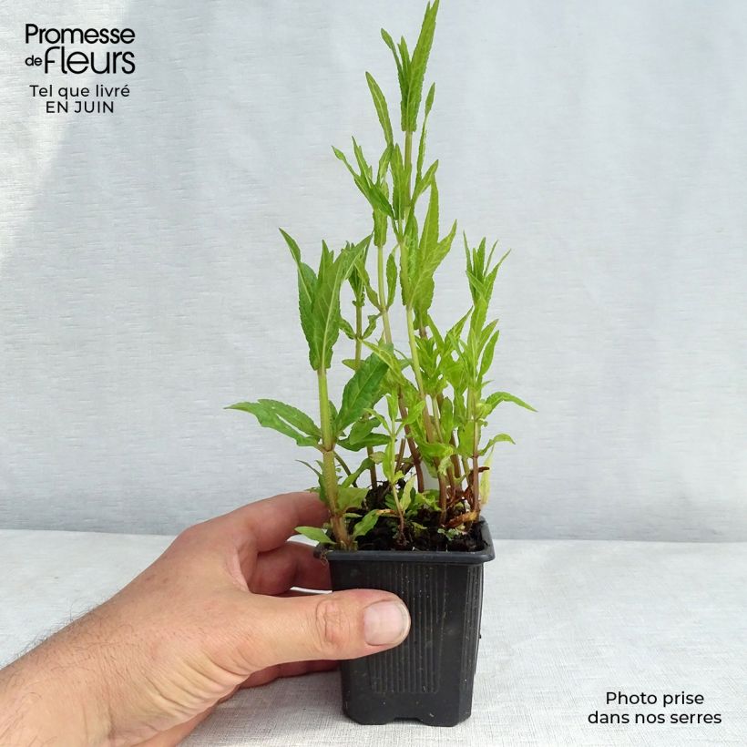 Exemplaar van Stachys palustris - Moerasandoorn Kweekpotje van 8/9 cm zoals geleverd in de zomer