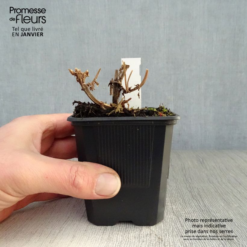 Example of Epiaire des marais - Stachys palustris Kweekpotje van 8/9 cm as you get in hiver