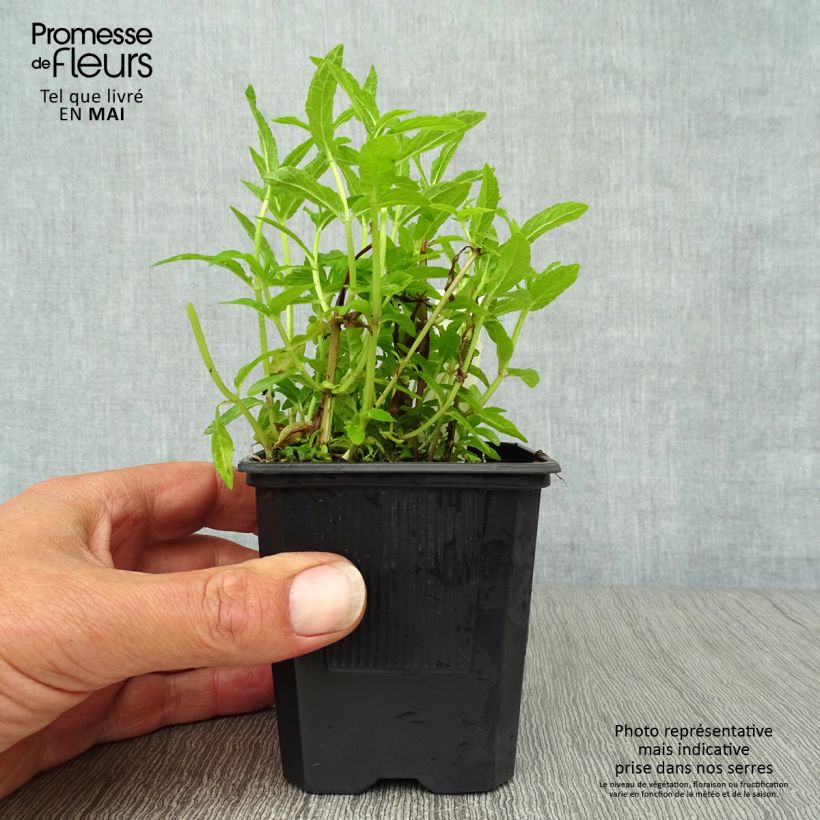 Exemplaar van Stachys palustris - Moerasandoorn Kweekpotje van 8/9 cm zoals geleverd in de lente