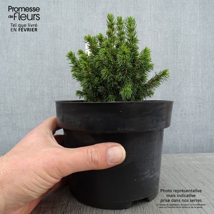 Example of Épicéa - Picea abies Jalako Gold Pot van 2 l/3 l as you get in hiver