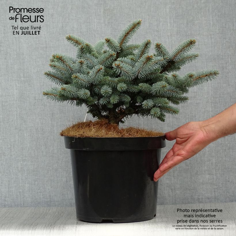 Exemplaar van Picea pungens Glauca Globosa - Blauwe spar Pot van 4 l/5 l zoals geleverd in de zomer