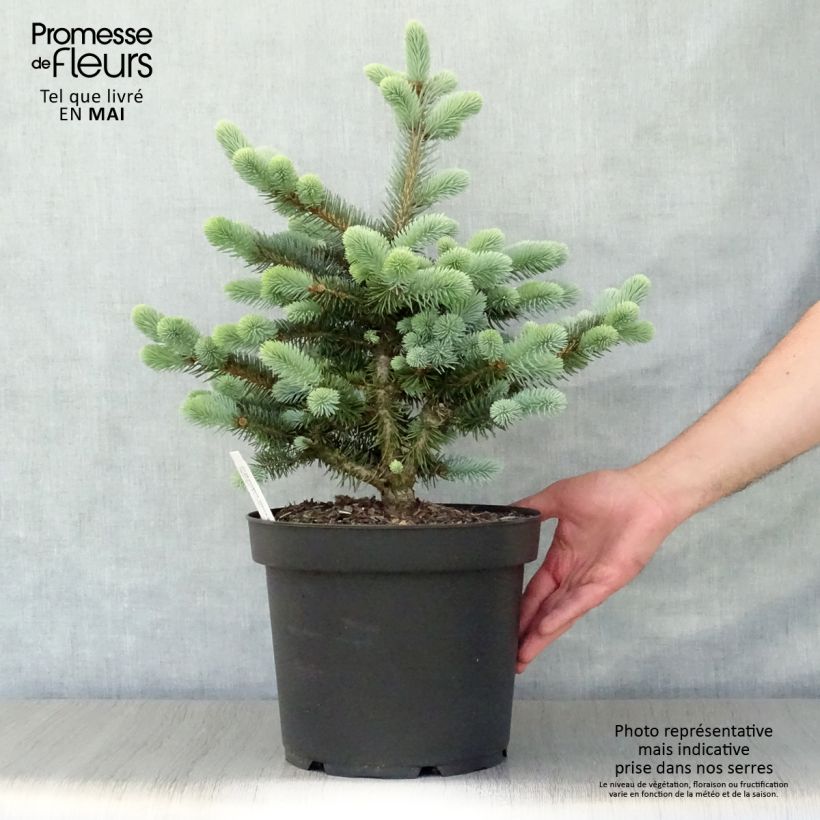 Exemplaar van Picea pungens Glauca Globosa - Blauwe spar Pot van 4 l/5 l zoals geleverd in de lente