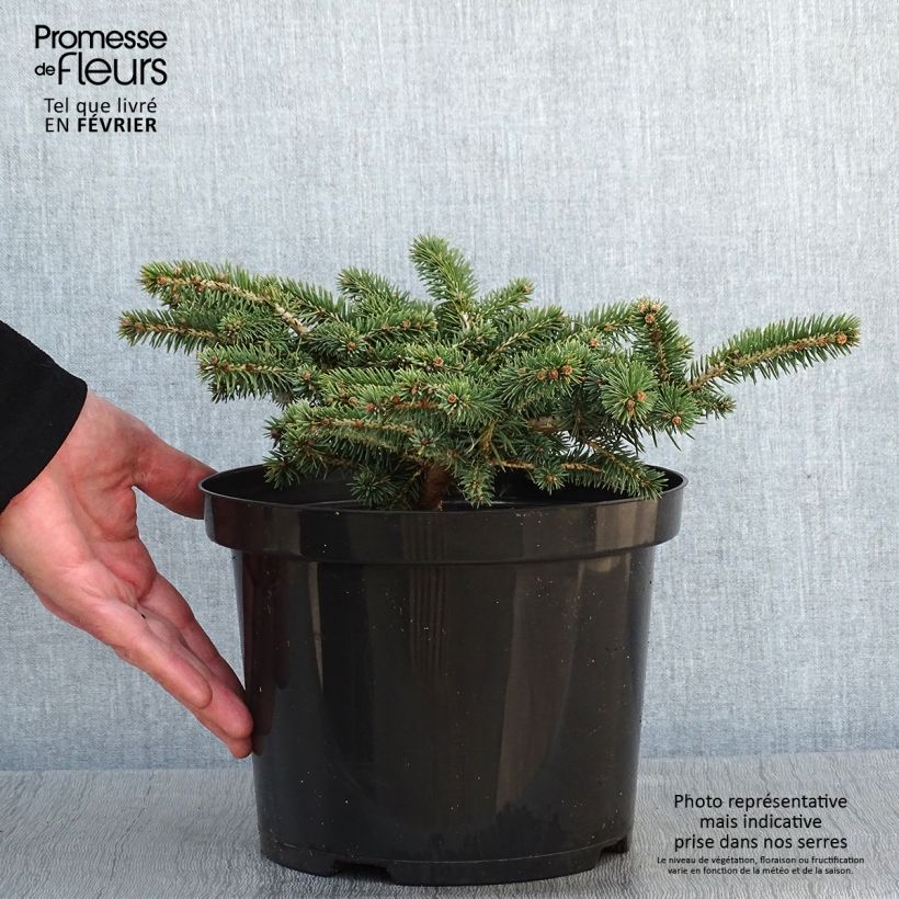 Example of Epicea bleu - Picea pungens Sonia                              Pot van 4 l/5 l as you get in hiver