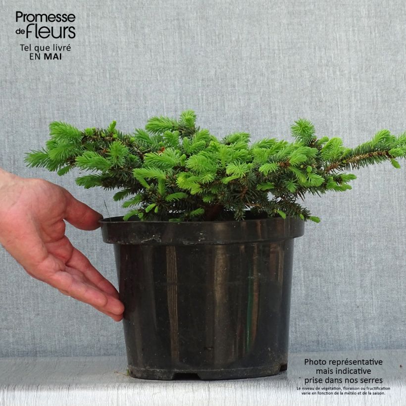 Exemplaar van Picea pungens Sonia - Blauwe spar Pot van 4 l/5 l zoals geleverd in de lente