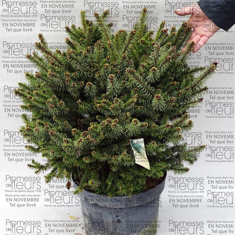 Example of Epicea commun - Picea abies Hana Subutus          Pot van 7,5 l/10 l as you get