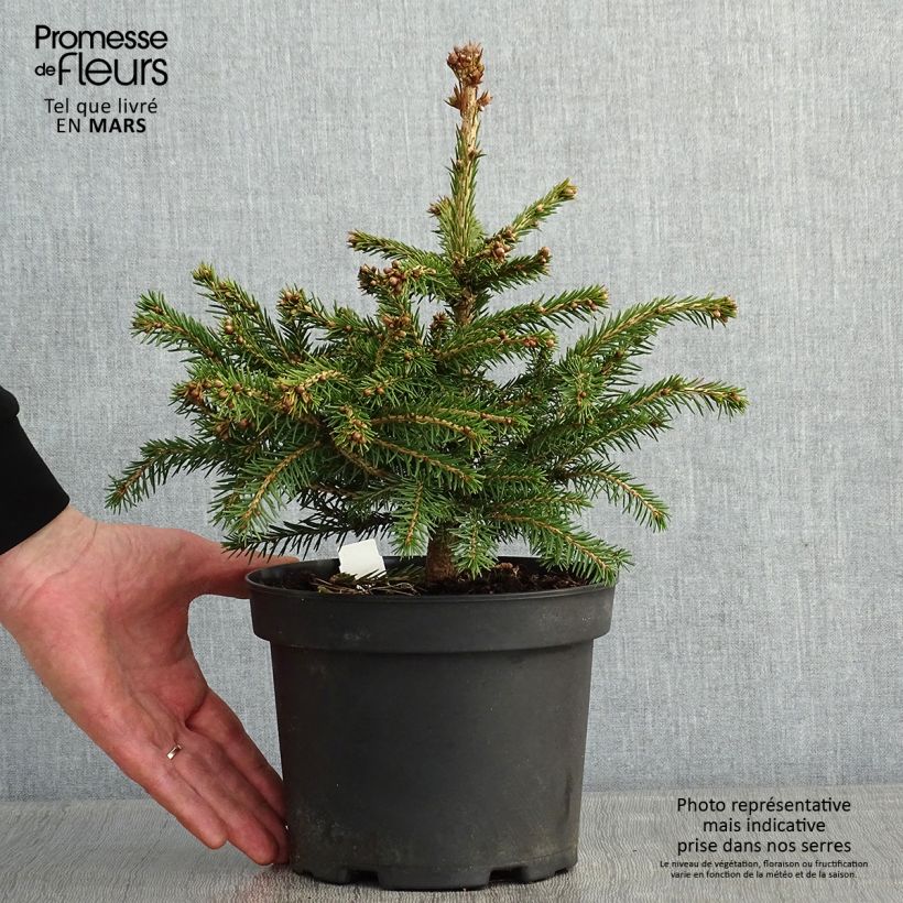 Example of Epicea commun - Picea abies Maxwellii Pot van 2 l/3 l as you get in hiver