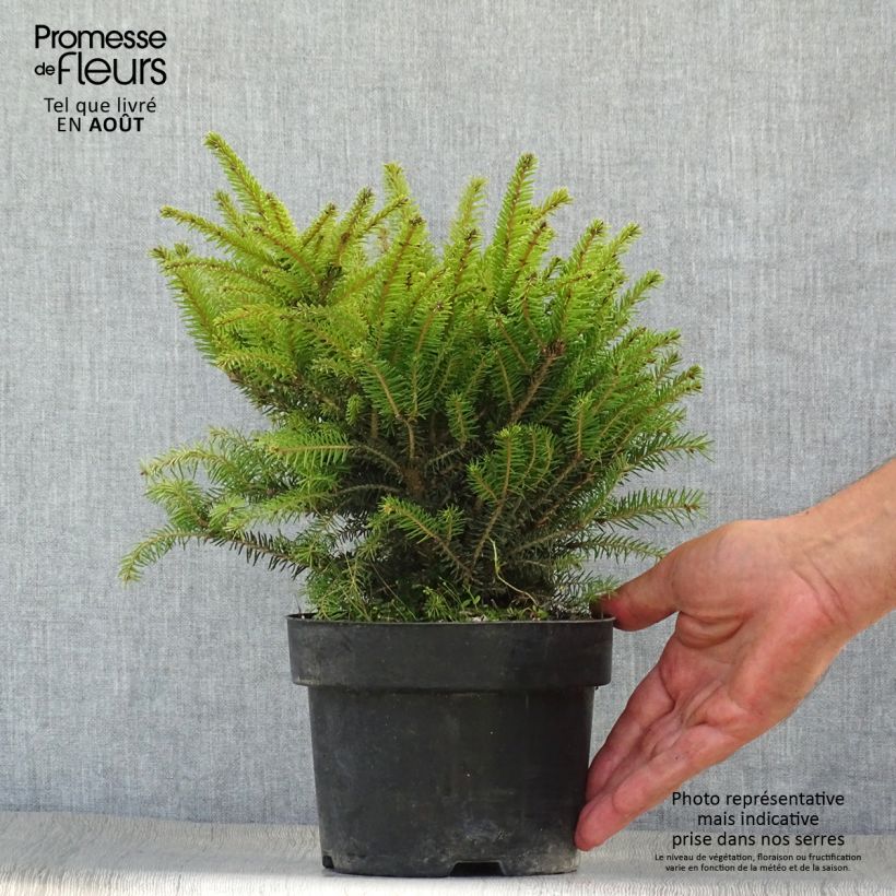 Exemplaar van Picea abies Nidiformis - Fijnspar Pot van 2 l/3 l zoals geleverd in de zomer