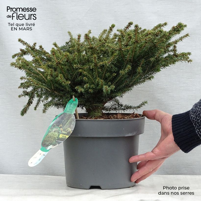 Example of Épicéa commun - Picea abies Nidiformis Pot van 2 l/3 l as you get in hiver