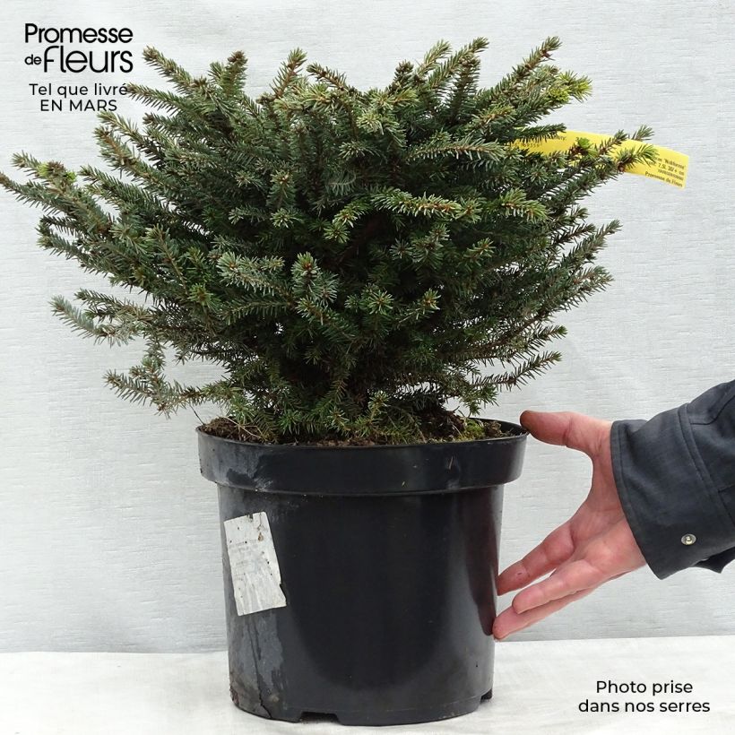 Example of Épicéa commun - Picea abies Nidiformis Pot van 7,5 l/10 l as you get in hiver