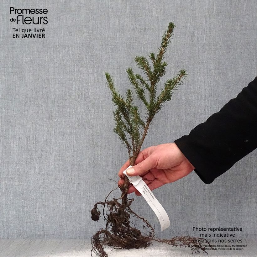 Example of Picea abies - Fijnspar Naakte wortel as you get in hiver
