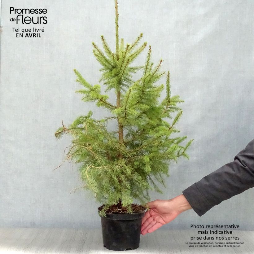 Exemplaar van Picea omorika Nana - Servische spar Pot van 2 l/3 l zoals geleverd in de lente