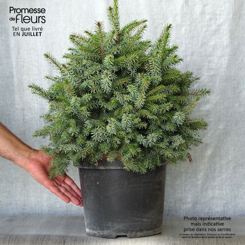 Exemplaar van Picea omorika Nana - Servische spar Pot van 7,5 l/10 l zoals geleverd in de zomer
