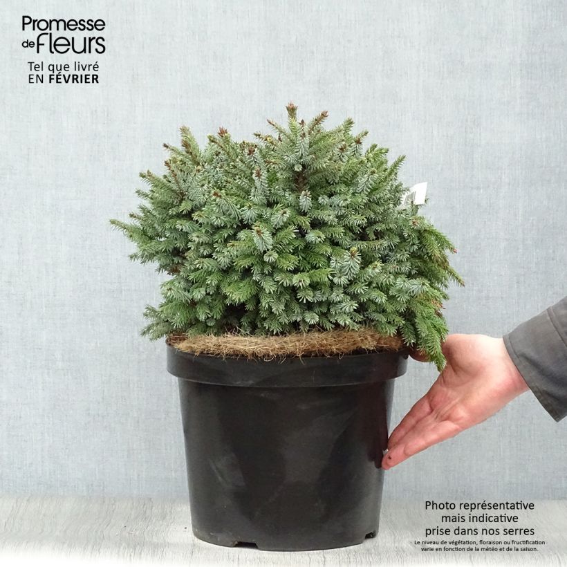 Example of Épicéa de Serbie Nana - Picea omorika Pot van 7,5 l/10 l as you get in hiver