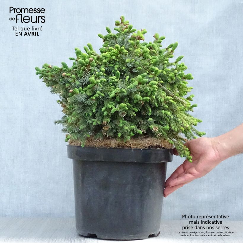 Exemplaar van Picea omorika Nana - Servische spar Pot van 7,5 l/10 l zoals geleverd in de lente