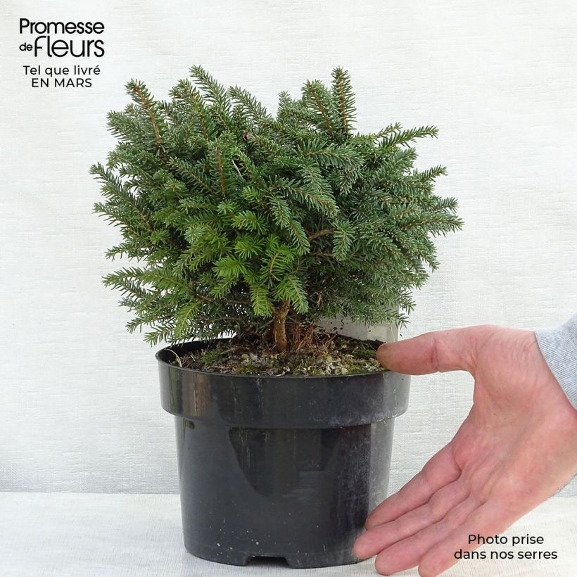 Exemplaar van Picea omorika Karel - Servische spar Pot van 2 l/3 l zoals geleverd in de lente