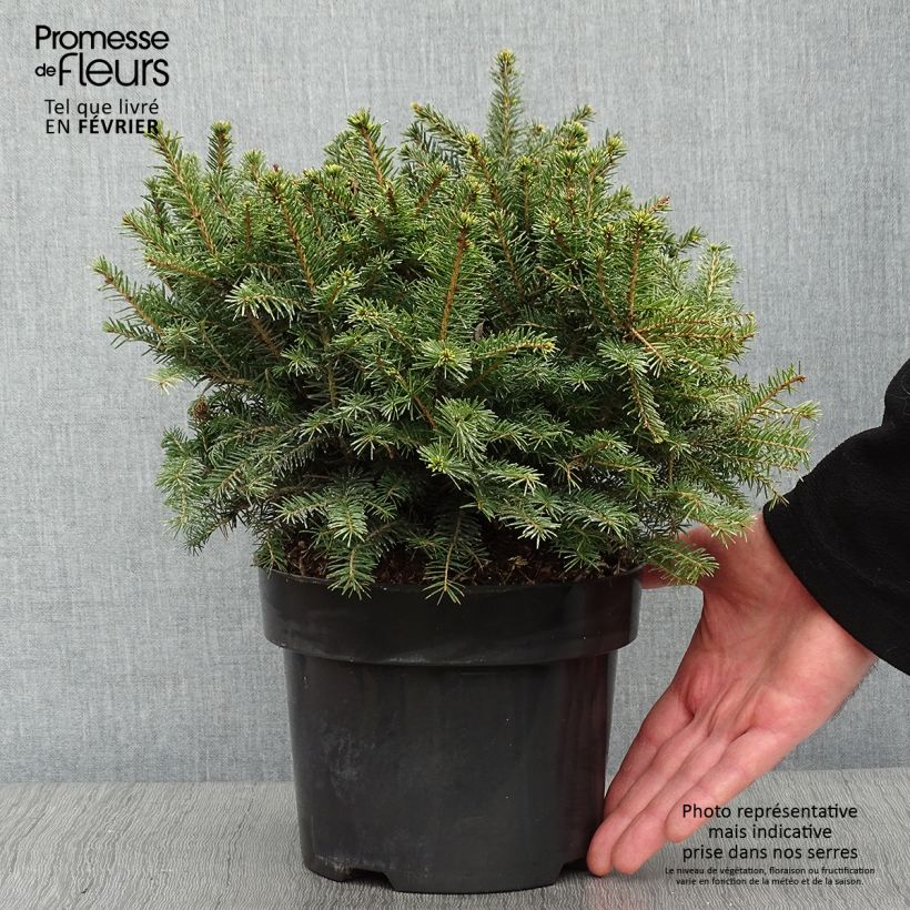 Example of Epicea de Serbie - Picea omorika Karel                              Pot van 2 l/3 l as you get in hiver