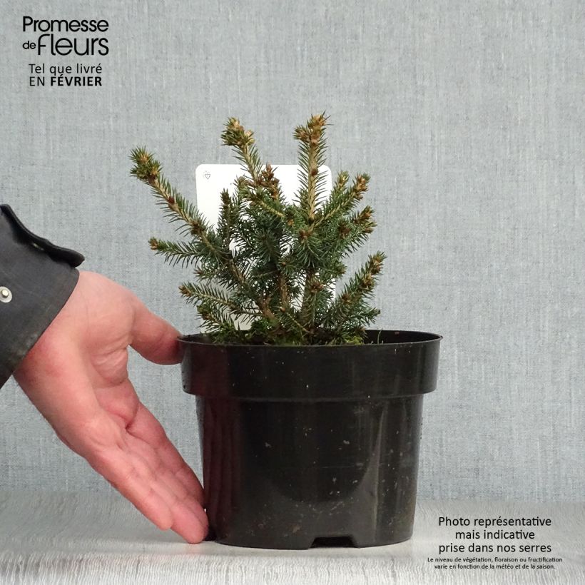 Example of Épicéa de Sitka - Picea sitchensis Nana Pot van 2 l/3 l as you get in hiver
