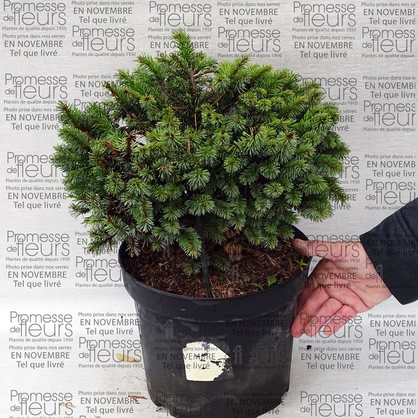 Example of Epicea de Sitka - Picea sitchensis Rom                              Pot van 7,5 l/10 l as you get