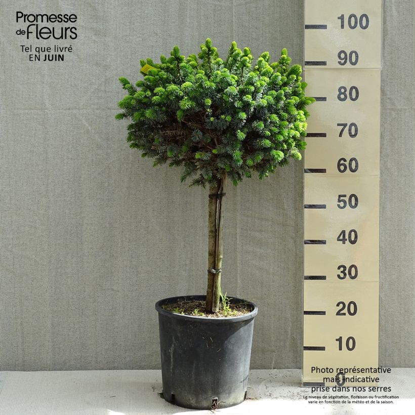 Exemplaar van Picea sitchensis Silberzwerg - Sitkaspar Pot van 12 l/15 l, Stengel zoals geleverd in de lente