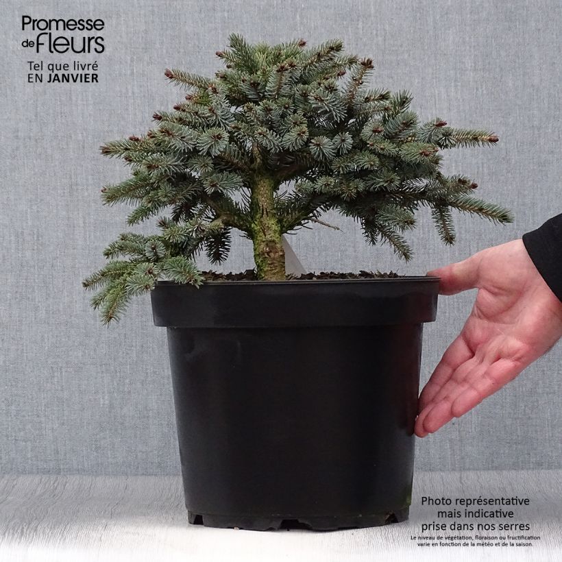 Example of Epicéa nain - Picea mariorika Machala      Pot van 4 l/5 l as you get in hiver