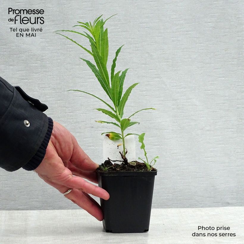 Exemplaar van Epilobium angustifolium Wit - Wilgenroosje Kweekpotje van 8/9 cm zoals geleverd in de lente